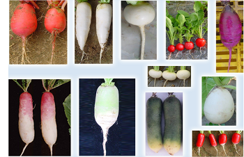 12 Types of Radishes